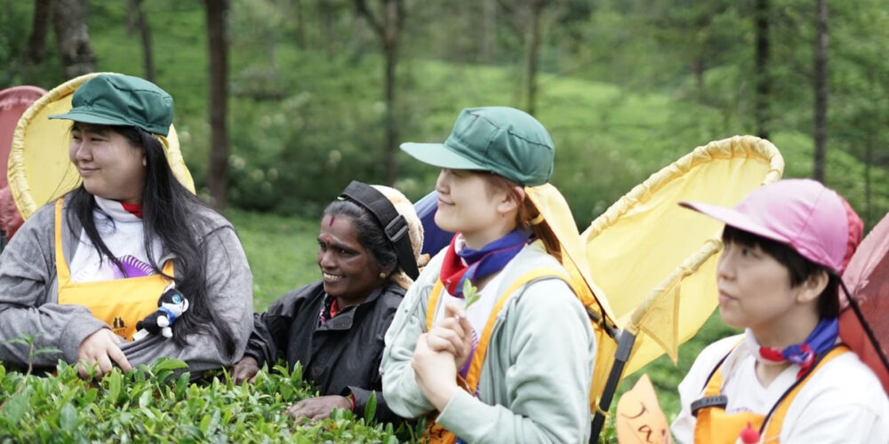 Sri Lanka Sapphire Valley tea harvest.