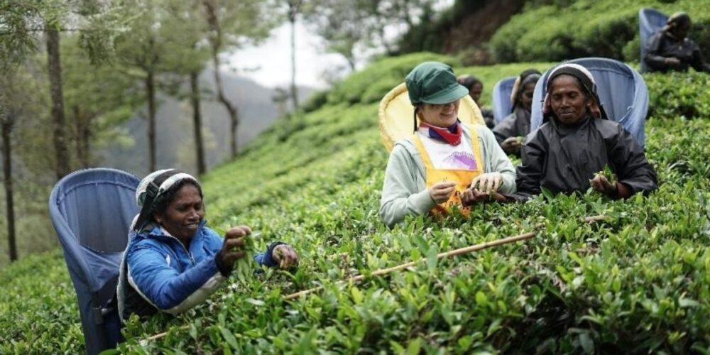 Why Sapphire Valley Is Changing How Tea Is Valued